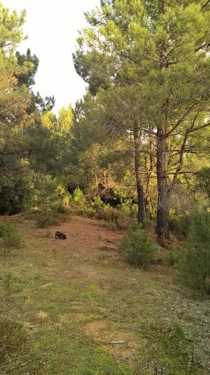 Gite Du Puy Saint-Fortunat-sur-Eyrieux Kültér fotó